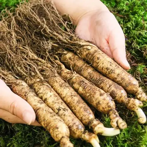 噗啊噗百货长白山鲜人参东北正宗野山参泡酒煲汤营养滋补送礼佳品