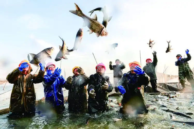 寒冬捕鱼季生态鱼丰收