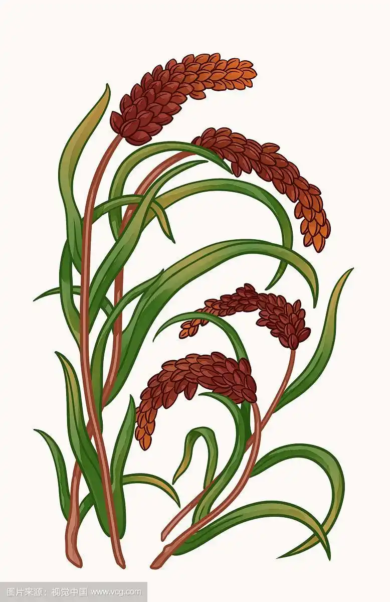 植物红高粱手绘插画
