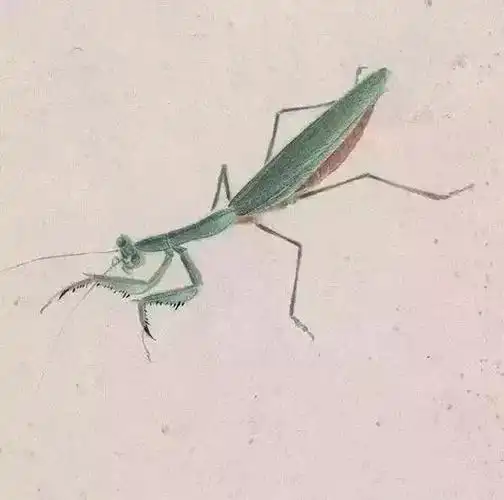 齐白石问娄师白:你数过螳螂翅上的细筋有多少根吗?