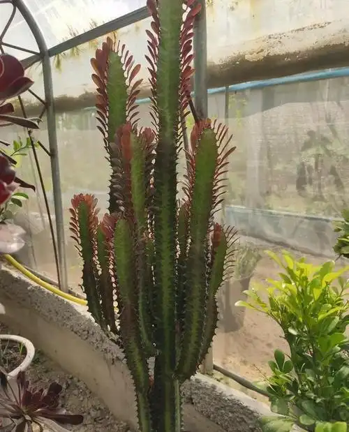 龙骨养护没技巧,达到这些"条件",呼呼往上窜,轻松变"大树"