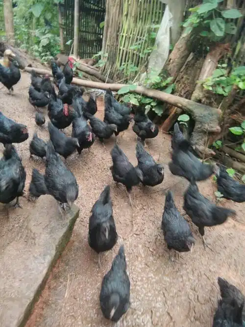 精品中的精品!黑凤凰跑山鸡!全粮饲养,一年以上,黑羽白肉,一代土鸡!