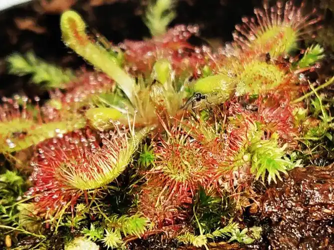 食虫草挺有意思茅膏菜