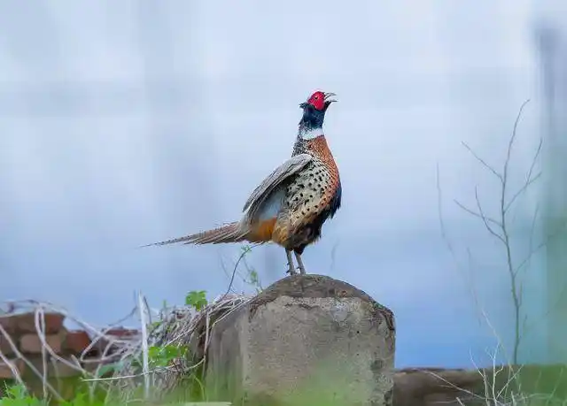 图片新闻珲春生态好野鸡也逍遥