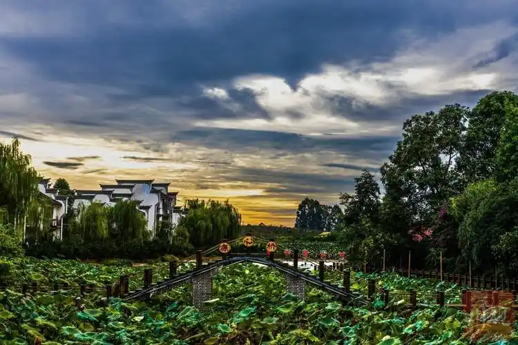 从空中俯瞰,铁牛村静静卧在成荫绿树,田田荷叶间