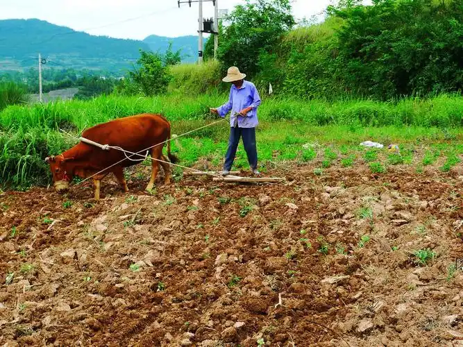 老黄牛耕地