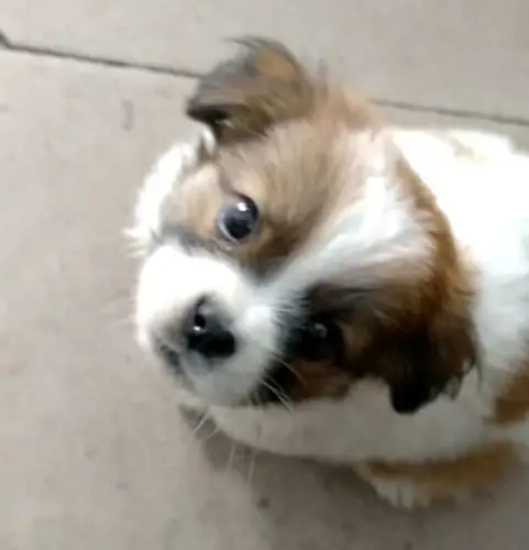 请问这只狗狗是蝴蝶犬和什么犬的串串呢?它会不会长的很大呢?