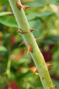 蔷薇科的刺,俗称玫瑰照片