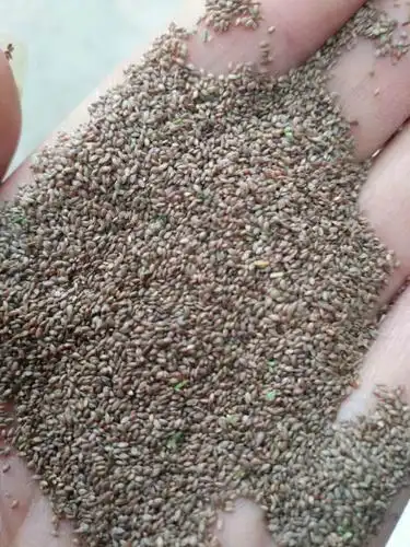 [供应]                           江西出售狗牙根种子