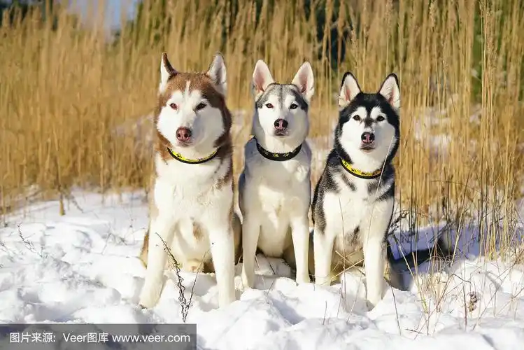 三只听话的西伯利亚哈士奇狗冬天坐在户外雪地上