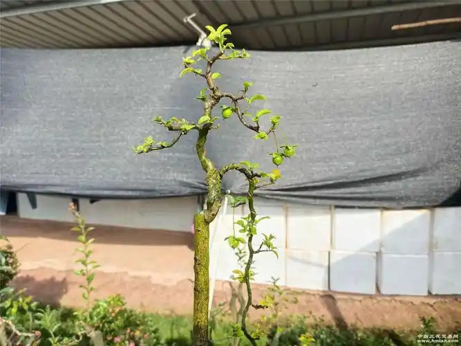 5一152棵直杆文人金弹子准备换盆