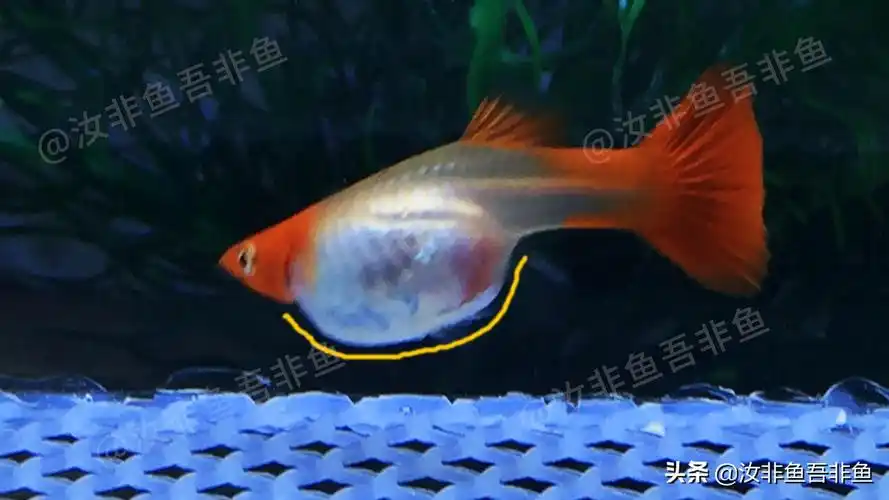 然后观察母孔雀鱼的腹部,要生产的母孔雀鱼腹部明显变大,随意临产日期