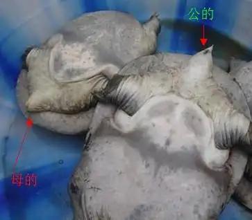 展开全部 一元硬币的甲鱼太小了,不好分辨雌雄.