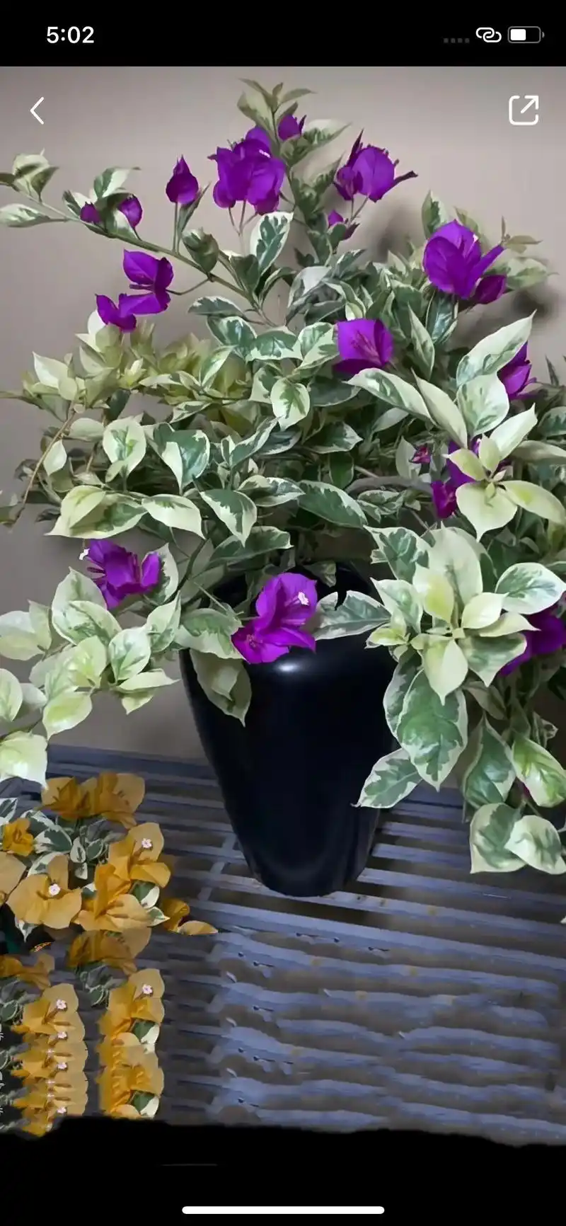 三角梅银边安格斯.#三角梅 #上热门 #抖音小助手 最近休息 - 抖音