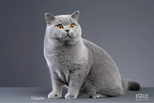 成年赛级母蓝猫,发情了,想找一只公蓝猫配一下