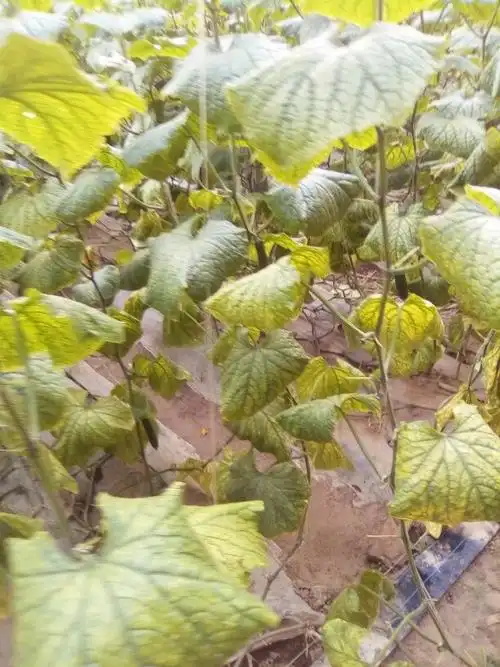 黄瓜卷叶,发黄,发脆,一碰就断