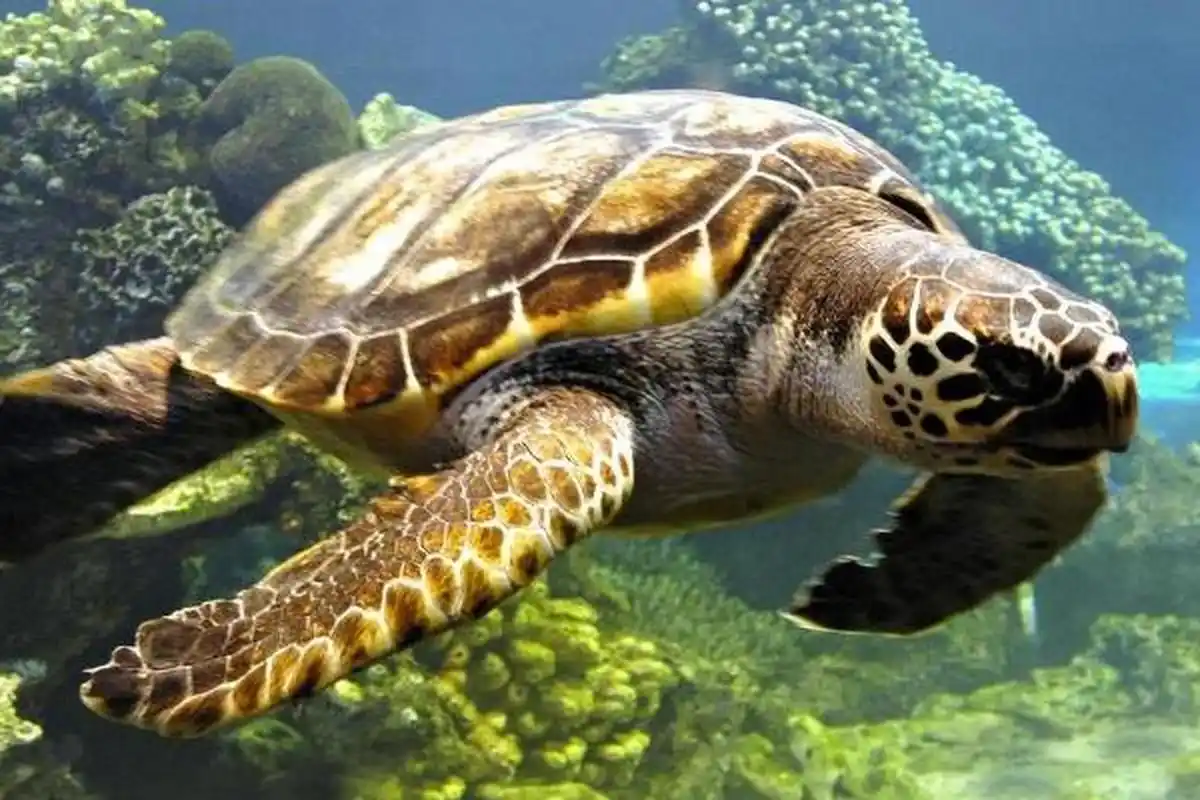 海龟体型大,体长80-200厘米,环境决定体型发育.