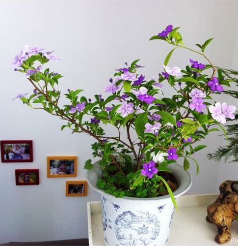 重庆花卉双色茉莉花植物盆栽观花办公室内盆景/室外阳台花园绿植