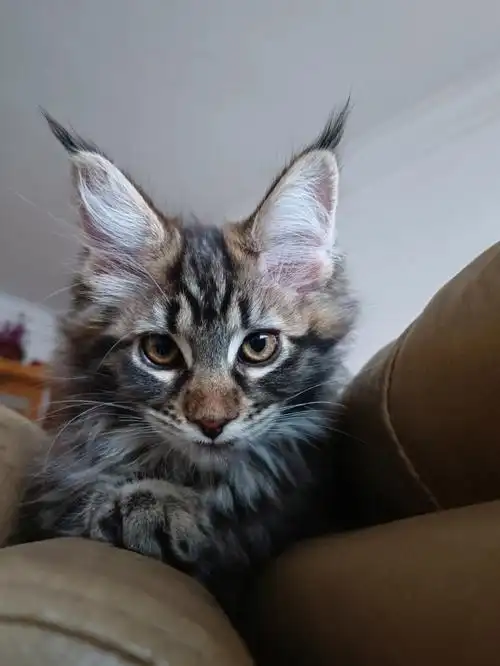 科普一下09缅因猫小时候长啥样