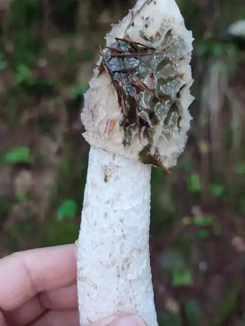 芳香鬼笔菌,36年难得一见的珍物当毒菌随手丢弃,起个大早又捡回来