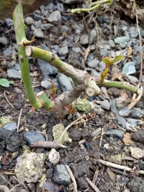 期待蔷薇花爬满房前和菜园边.