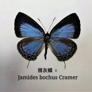 真蝴蝶标本 灰蝶标本 雅灰蝶 雌蝶 品相a1/a- 未展翅