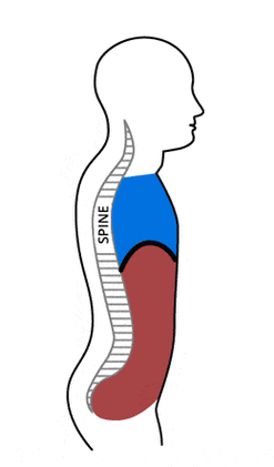 瑜伽胸式腹式呼吸绝对最精确解析