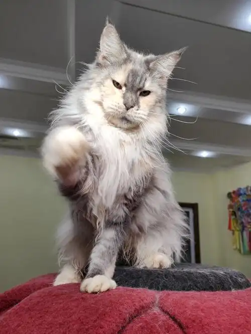 缅因猫  #缅因猫宝宝  #缅因猫舍