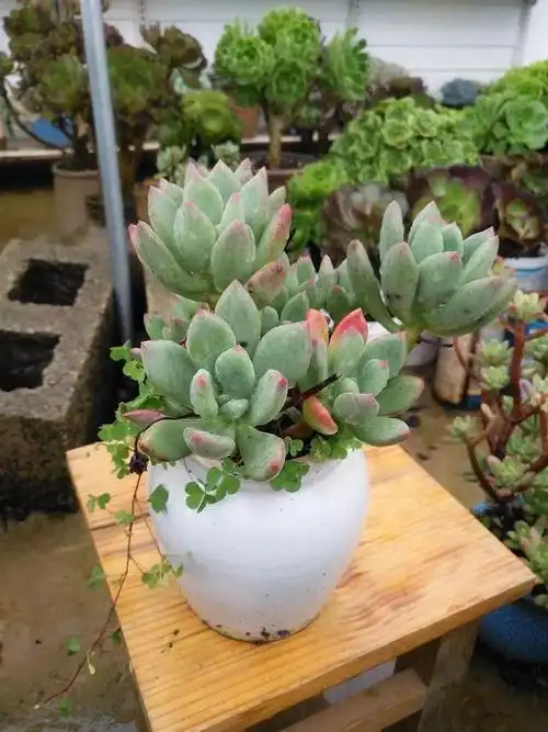 青星美人多肉图片大全青星美人多肉图片