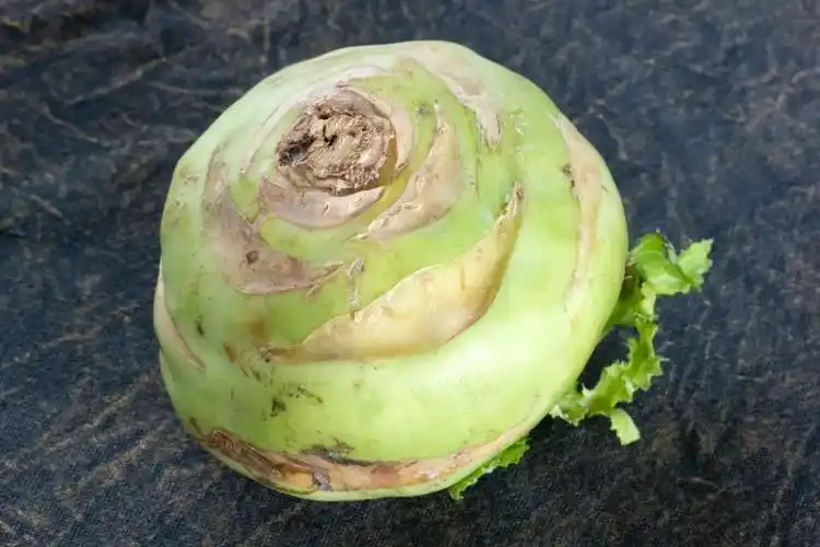 大头菜,又叫芥菜疙瘩 08摄图网