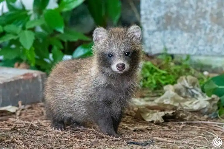 疫情下的动物园启示录