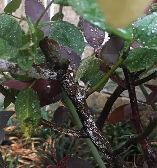 月季黑斑病别称褐斑病,是月季花比较常见的病害.