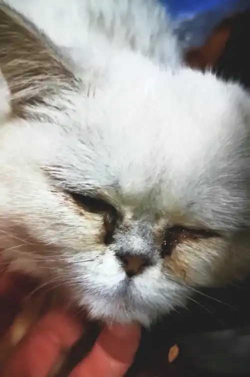 求助被抛弃后死里逃生的瘫痪银渐层奶糖送往北京救治途中