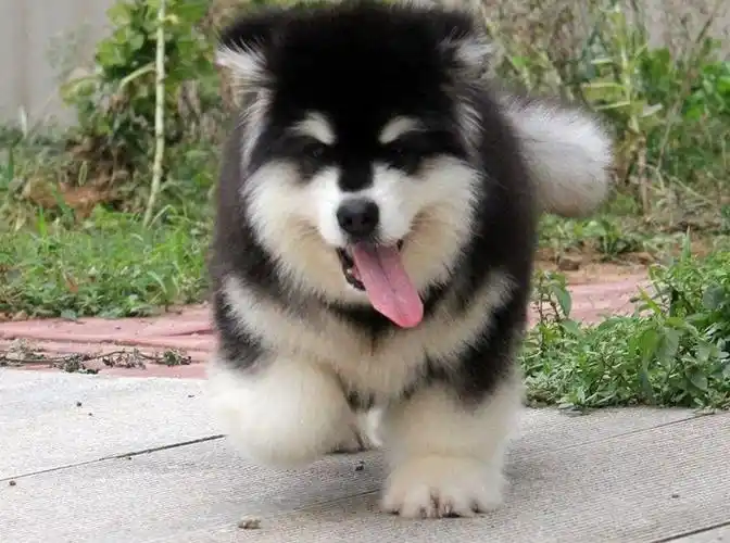 超可爱阿拉斯加宝宝对外出售啦