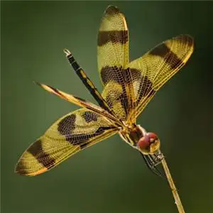 最稀有的蜻蜓头像