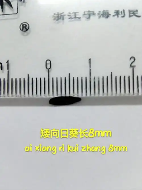 含羞草与矮向日葵生长日记(2)-徐崇崇