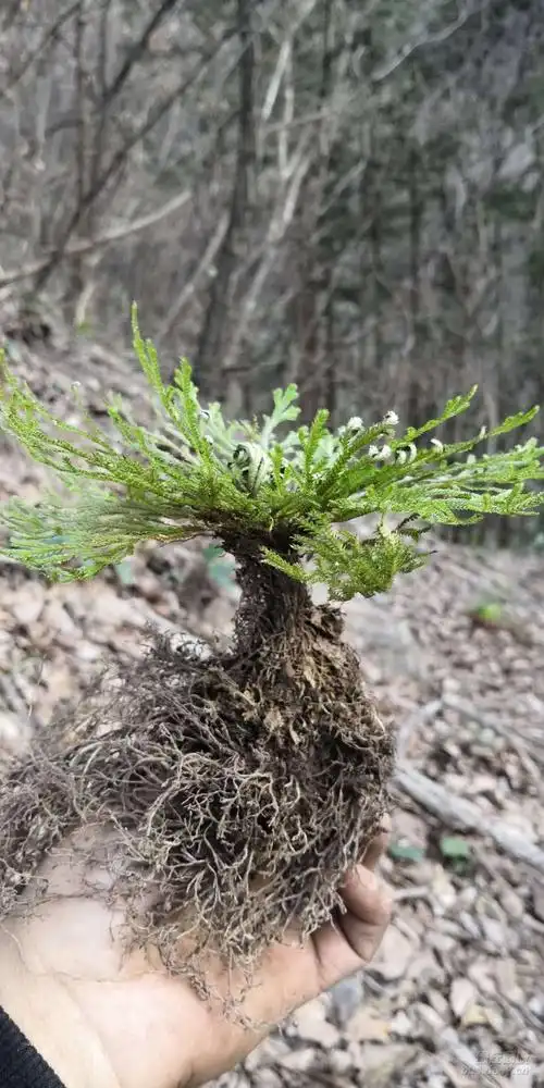 商城中草药宝库九死还魂草