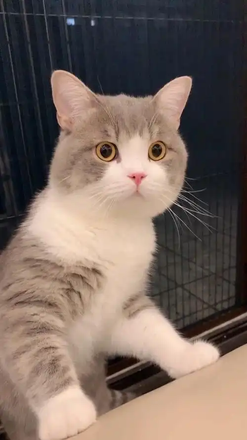 猫#像土豆这样可爱的  我能吸秃八个!