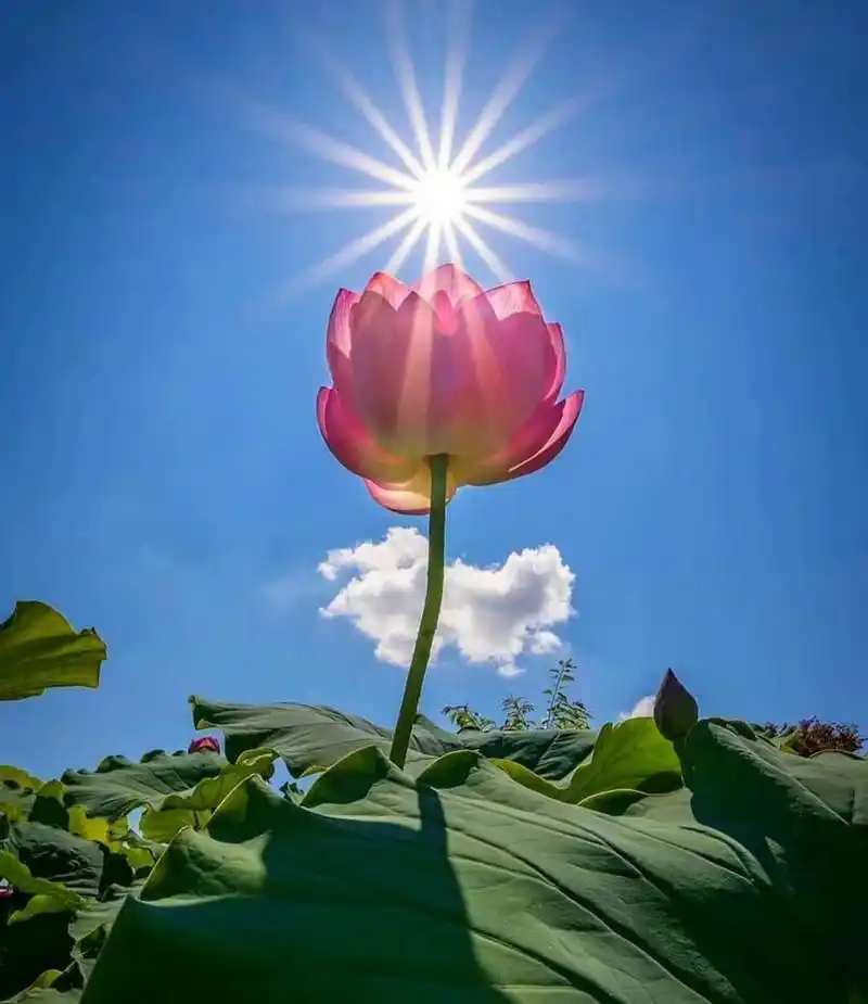 勇往无前,斗志昂扬,激情澎湃.