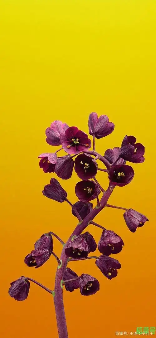 iphone12原装壁纸iphone12内置原生壁纸