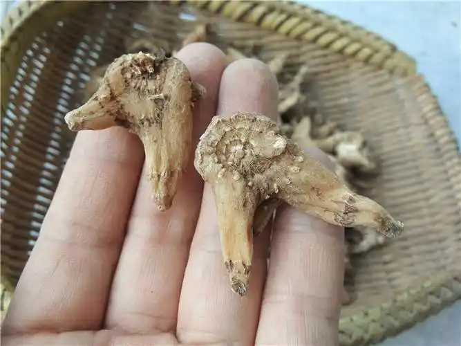 贵州野生三叉白芨 中药材小白及旱白芨中药白鸡干可打白芨粉500g