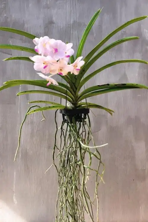 图片:atmarvellous.co.za 杂交万代兰中最出名的当属 卓锦万代兰(v.