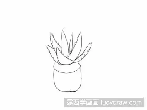 芦荟简笔画教程