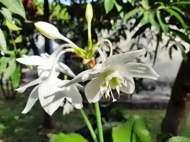 百合纲植物主要包括百合科,天门冬科,沿阶草科和石蒜科等.