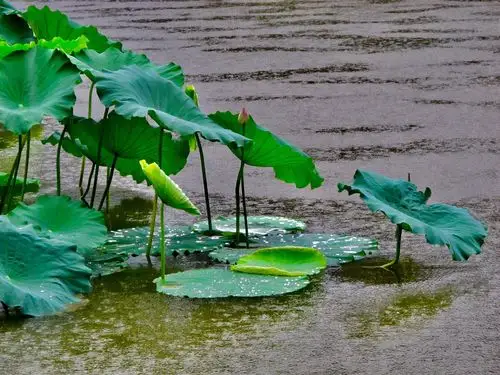 雨中的荷花池