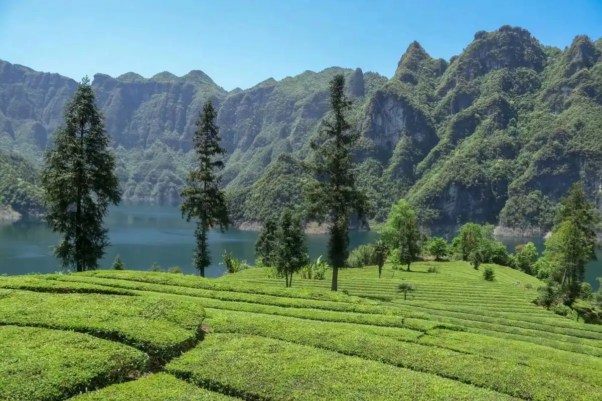 木耳山万亩茶园/恩施秘境/茶园打卡 湖北省恩施土家族苗族自治州鹤峰