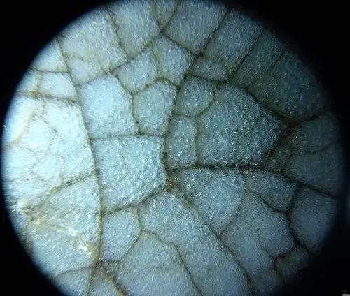 古瓷---釉下气泡鉴赏