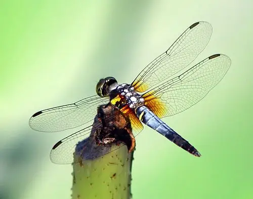 美文 空中小霸王 蜻蜓 写美篇       蜻蜓的颜色更加鲜艳夺目,蓝的像