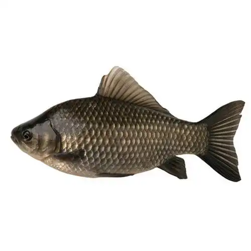 商品详情 - 游水鲫鱼1.0-1.1磅 - image  0