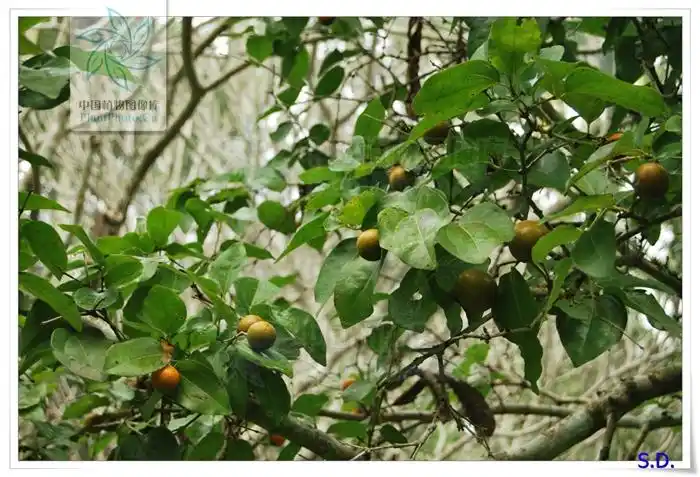 马钱子 strychnos nux-vomica